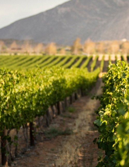 Image of Graham Beck Vineyards