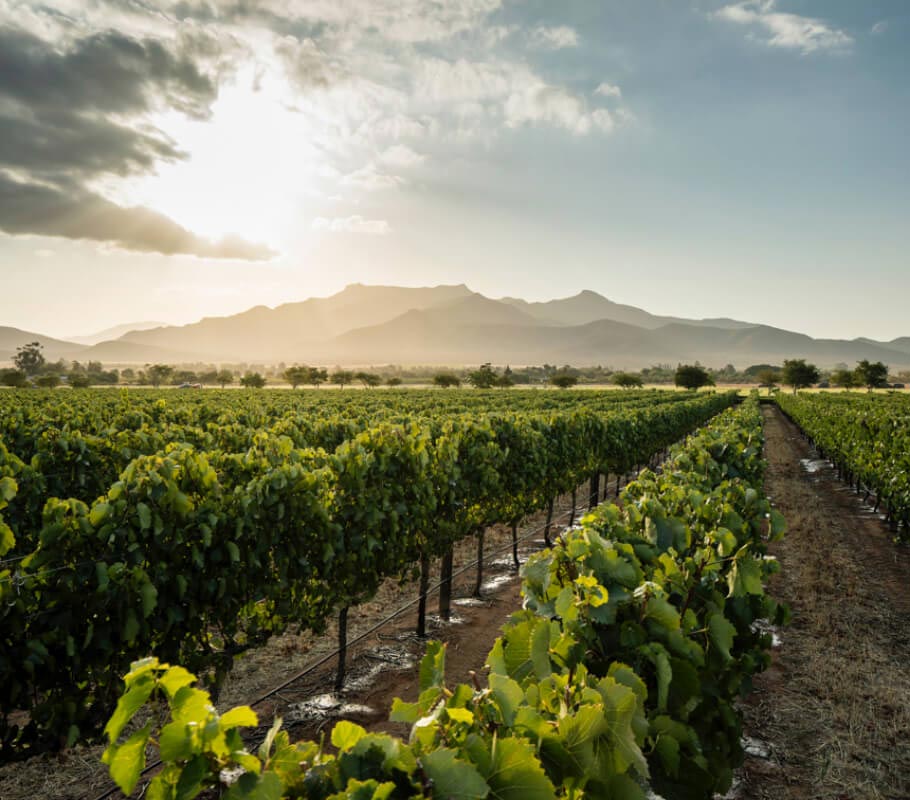 Graham Beck Society Logo